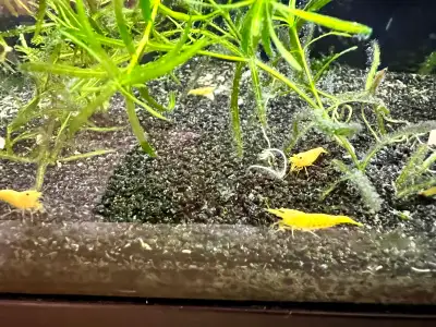 Golden back yellow shrimp , View more