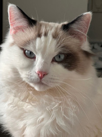 Male Ragdoll Cat for Rehoming