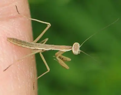 Praying mantis nymphs for sale - NOT PEST CONTROL, View more