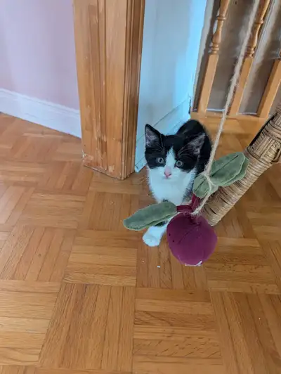 CHATON  À VENDRE. (Femelle), View more