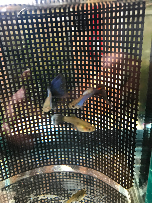 Two Young Trios of Blue Singa Guppies for Sale in Fish for Rehoming in Oshawa / Durham Region - Image 4