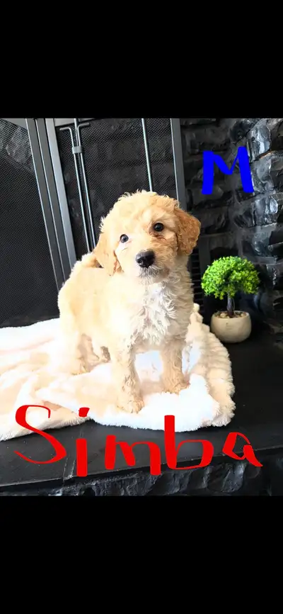 F1B Golden doodle puppies, View more