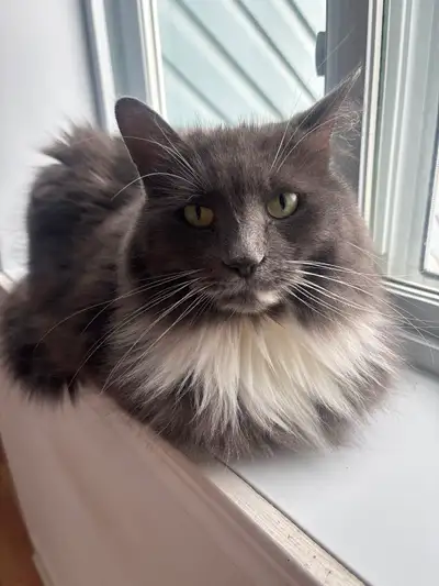 Luna, beautiful cat, vaccinated/ needs a new cute home and owner. She is quiet, reserved and shy, an...
