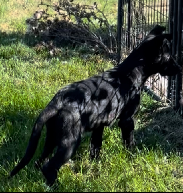 Black German Shepherd male puppy dans Chiens et chiots à adopter  à Laval/Rive Nord - Image 4