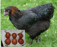 Fertilized Chicken Eggs  (Organic)