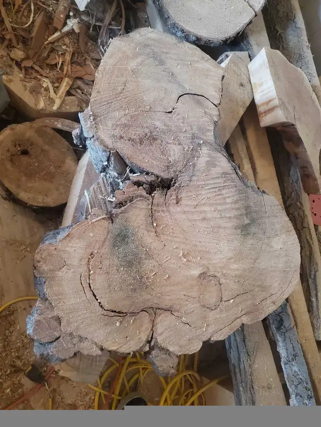 Raw Wood Slabs, Cookies, & Craft Pieces! in Other in Regina - Image 11