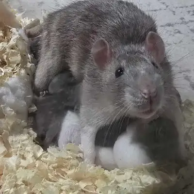 Baby rats  , View more