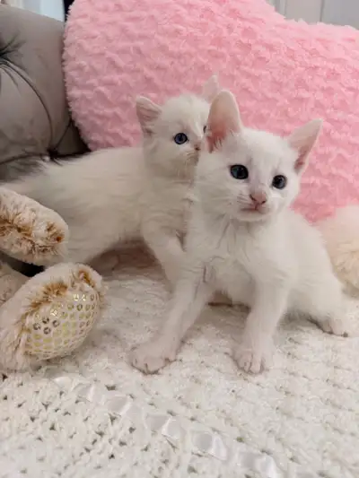 ⭐️❤️Siamese Kitten ❤️⭐️(647) 362-8118, View more