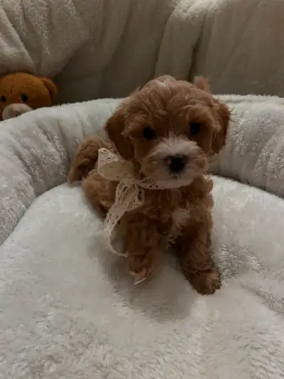 Beautiful maltipoo puppies (poodle/Maltese), View more