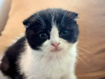 European Scottish Fold Kitten, View more