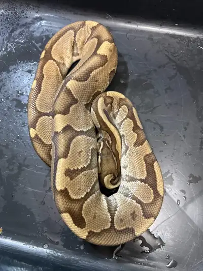 Cinnamon enchi 100% het hypo ball python, View more