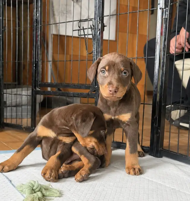 RED MALE DOBERMAN ONLY 3 LEFT in Dogs & Puppies for Rehoming in Calgary - Image 11