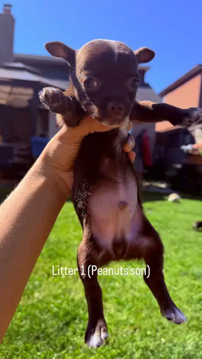 Chihuahua Puppies, View more