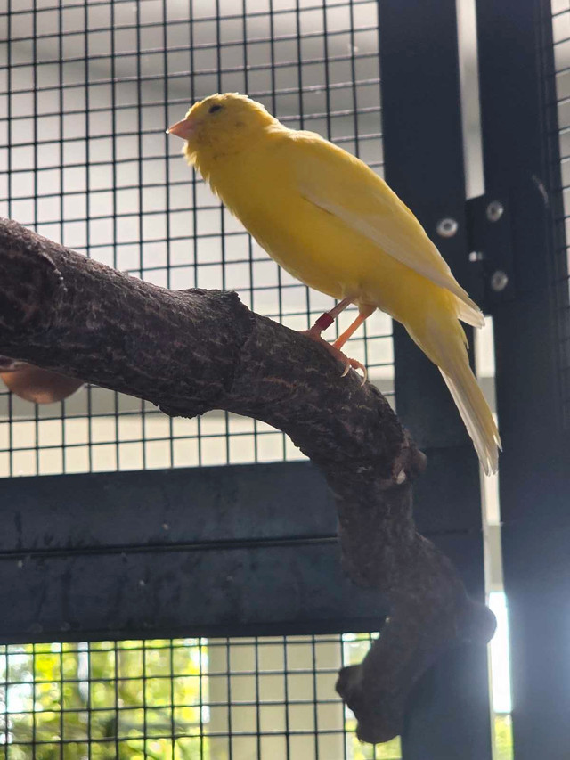 Canaries experts spécialisés en canaries dans Oiseaux à adopter  à Laval/Rive Nord - Image 2