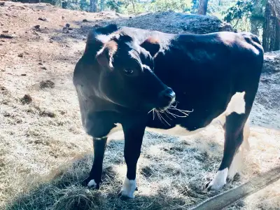 ISO milk cow prospective , View more