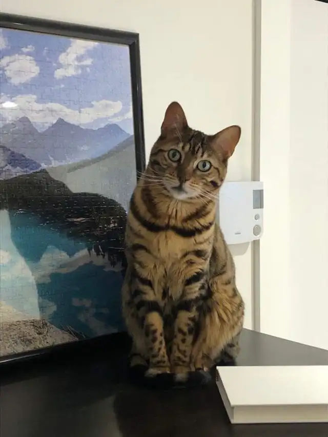 Chatte  de Bengal - Gisèle in Cats & Kittens for Rehoming in Laval / North Shore - Image 3