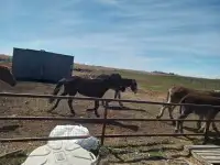 3 young horses 