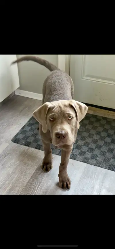 Silver Labrador puppy looking for a new home, View more