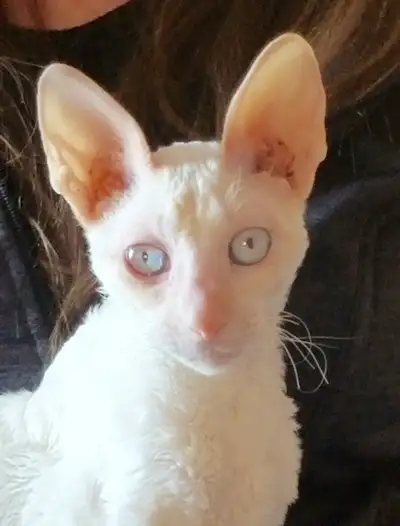 Cornish Rex Kittens, Purebred, registered, View more
