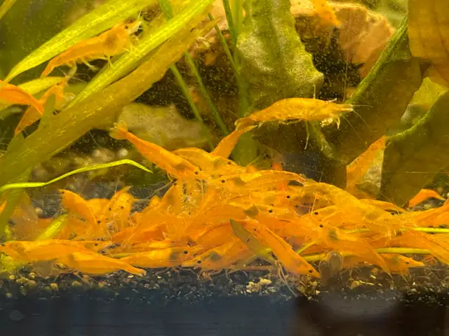 Orange Sunkist Shrimp  in Fish for Rehoming in Hamilton - Image 6