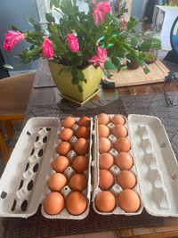 Fresh farm brown eggs