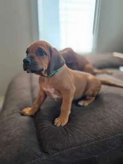 rhodesian ridgeback puppy, View more