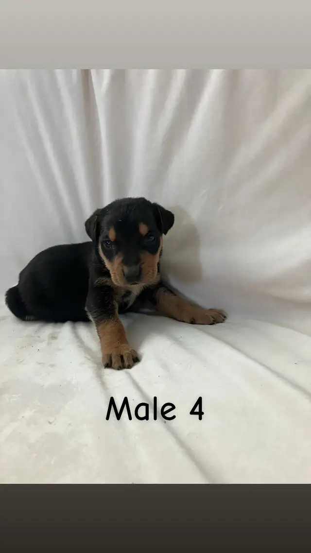 READY TO GO! Rottweiler x Lab puppies in Dogs & Puppies for Rehoming in Hamilton - Image 5