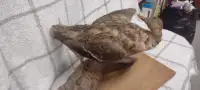 Duck in its natural form taxidermy
