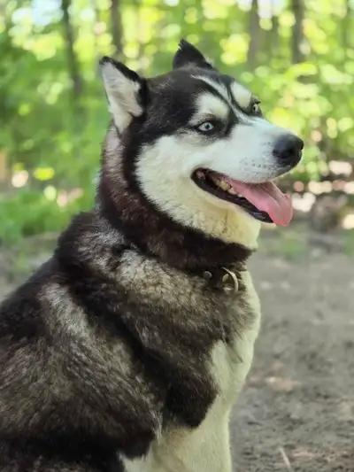 Female husky , View more