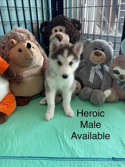 Siberian huskies puppies ONLY 2 LEFT, View more