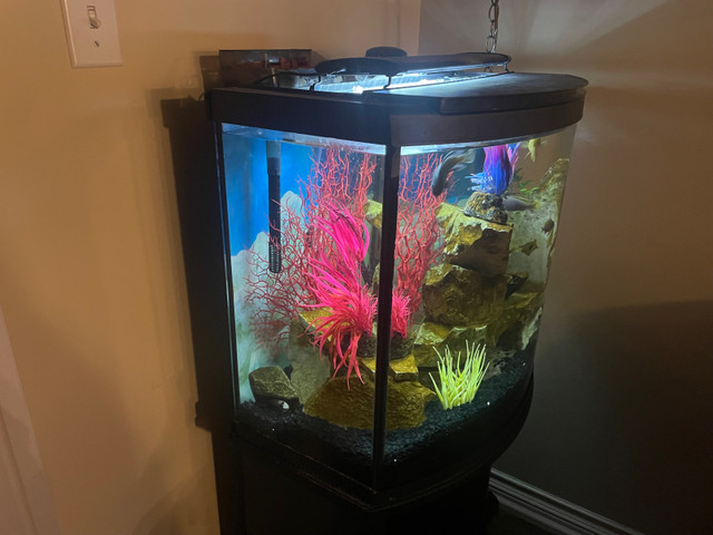 Cichlid tank complete in Fish for Rehoming in Barrie - Image 4