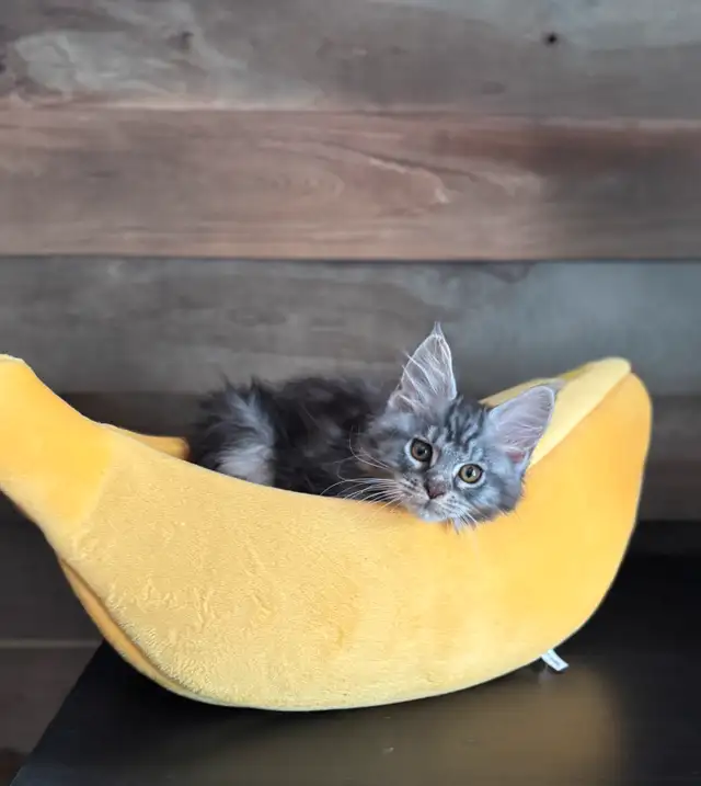 Chaton Maine Coon pure race