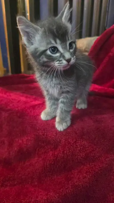 Cute and Friendly Kitten  , View more