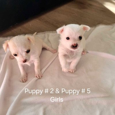 Chihuahua puppies   2 females available 