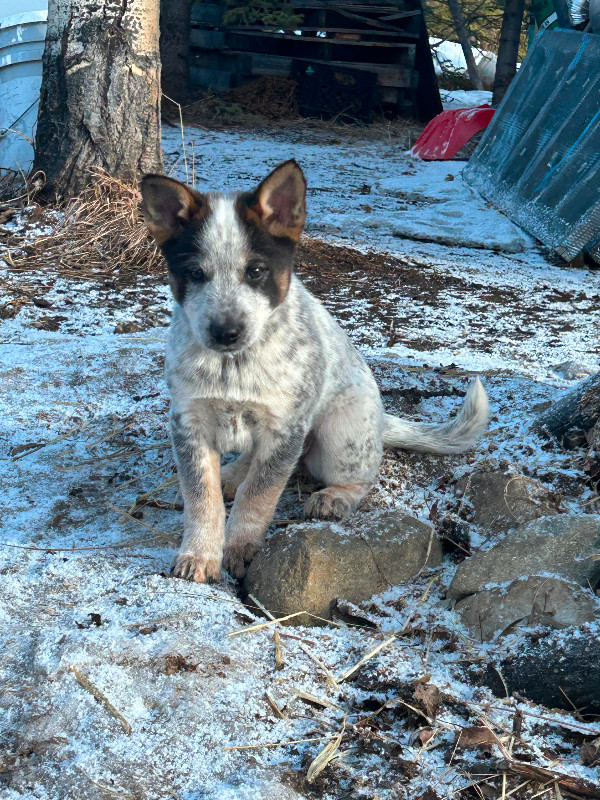Beautiful Blue/Red Heeler and Alaska Sled Dog Puppies For Sale in Dogs & Puppies for Rehoming in Whitehorse - Image 4