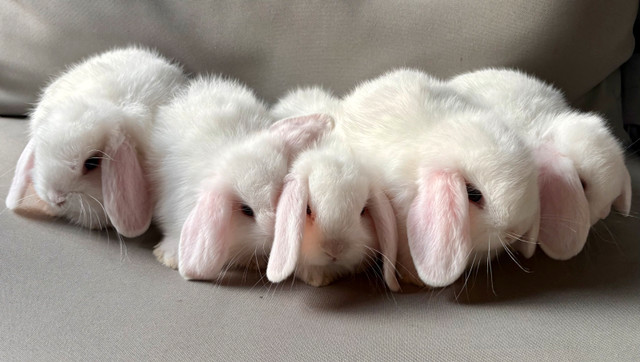 Holland Lop baby bunnies in Small Animals for Rehoming in Hamilton - Image 2