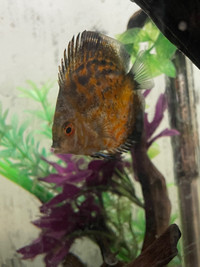 Two discus 