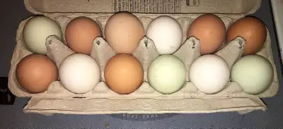 Gros Œufs Bruns blanc et turquoise a vendre 5$ la douzaine, View more