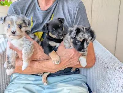 Small family pets. Mini Aussie and Mini Schnauzer mixed breed., View more