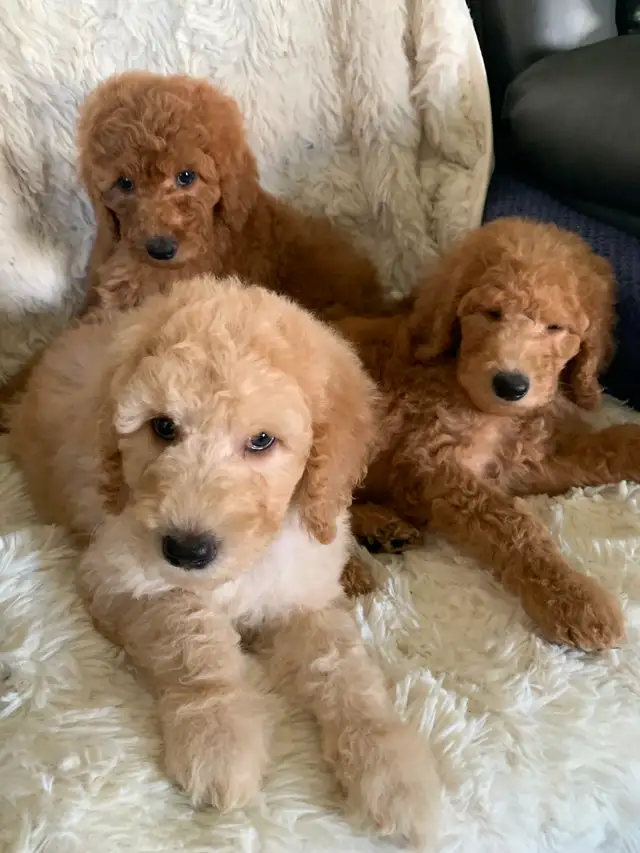 Beautiful smart standards poodle puppies in Dogs & Puppies for Rehoming in Vancouver - Image 4