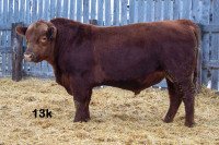 2yr old Red Angus Yearling Bulls