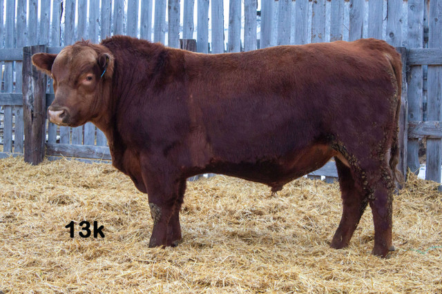 2yr old Red Angus Yearling Bulls in Livestock in Saskatoon