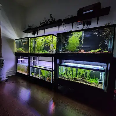 Taking in small, Unwanted Fish or Fish that Need Rehoming, View more