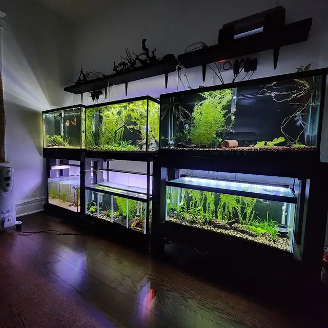 Taking in small, Unwanted Fish or Fish that Need Rehoming in Fish for Rehoming in City of Toronto - Image 3