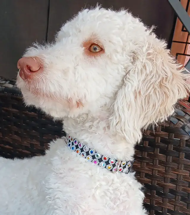 ❤️Golden Doodle and Golden Mountain Doodles available ❤️ in Dogs & Puppies for Rehoming in Hamilton - Image 3