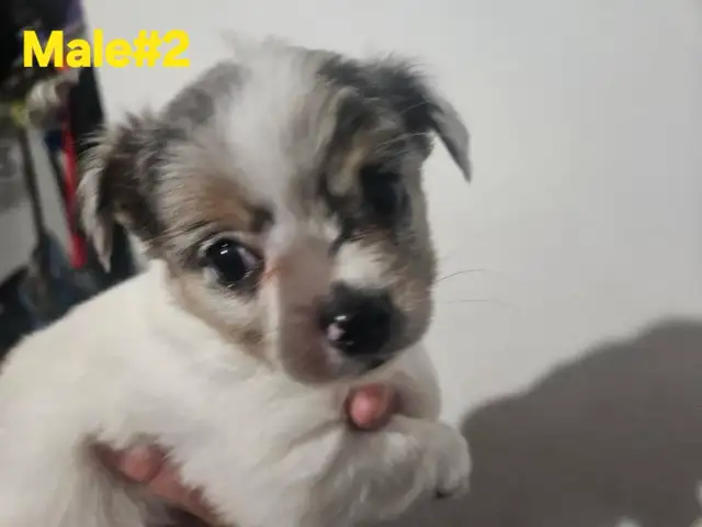 Chihuahuas in Dogs & Puppies for Rehoming in Kitchener / Waterloo - Image 2
