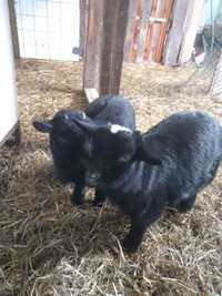 Nigerian Dwarf Cross Pygmy Goats