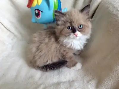 ( English follows ) * Spécial Été * Nouvelle portée de Chatons Ragdolls Pure Race/ sevrés disponible...