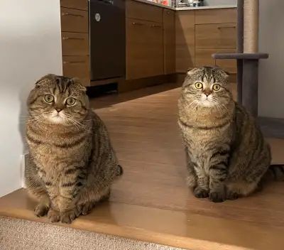 Two 20 month old sister Scottish folds. Two is perfect because they keep themselves company. These l...