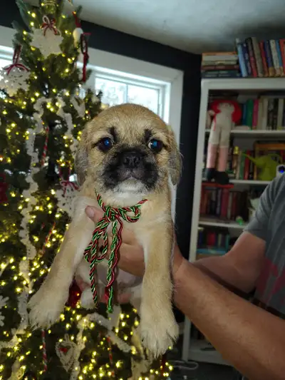 Muggs are back! Most adorable puppies need forever homes!, View more